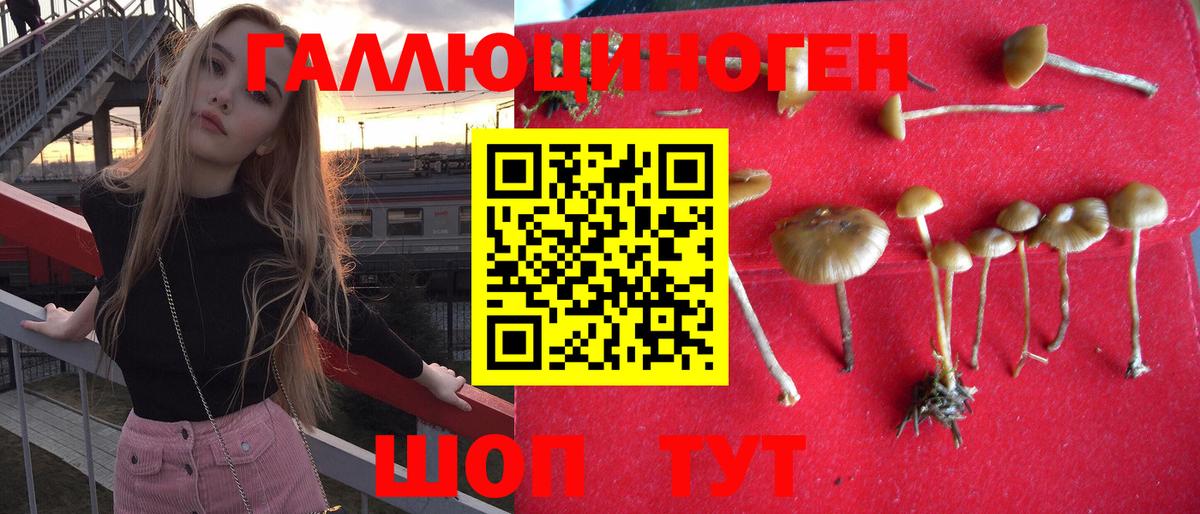 Псилоцибиновые грибы Cubensis  Вход с VPN  Псилоцибиновые грибы Cubensis  Майкоп 